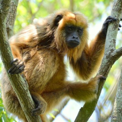 Howler Monkey